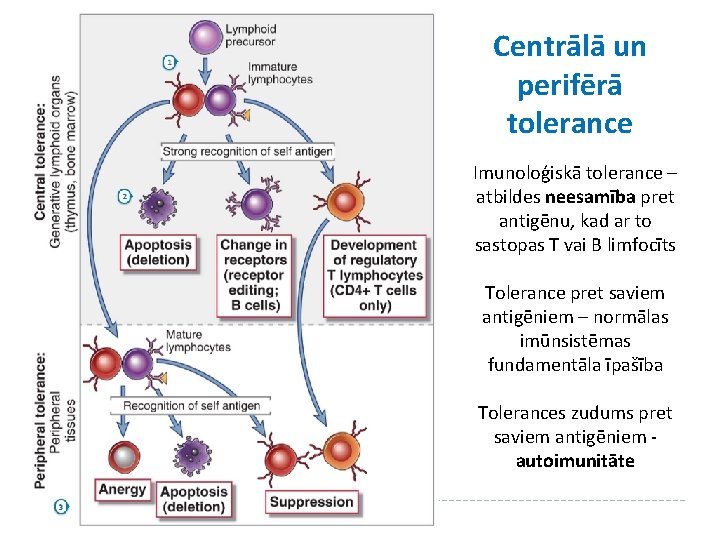Centrālā un perifērā tolerance Imunoloģiskā tolerance – atbildes neesamība pret antigēnu, kad ar to