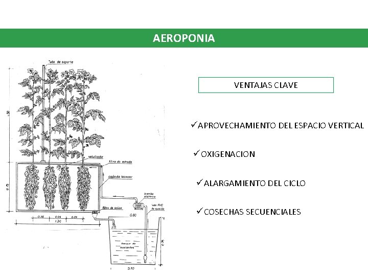 AEROPONIA VENTAJAS CLAVE üAPROVECHAMIENTO DEL ESPACIO VERTICAL üOXIGENACION üALARGAMIENTO DEL CICLO üCOSECHAS SECUENCIALES 