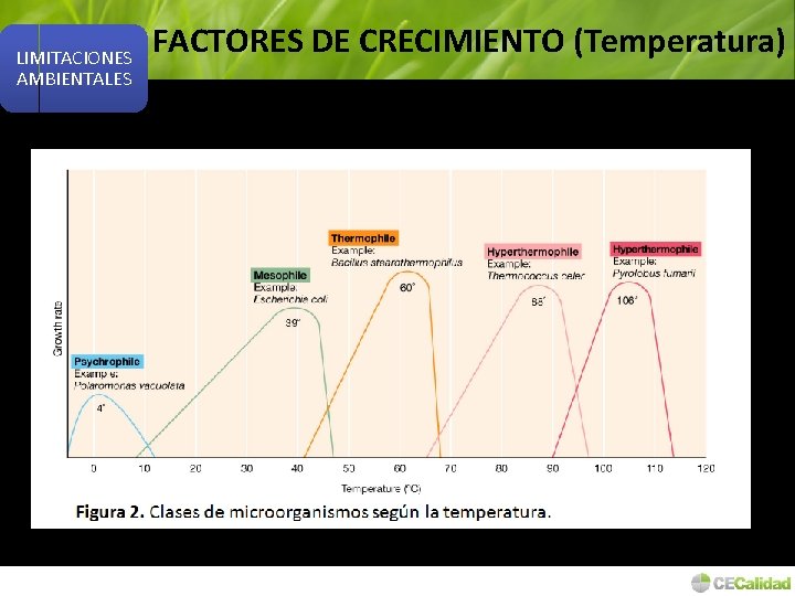 LIMITACIONES AMBIENTALES FACTORES DE CRECIMIENTO (Temperatura) 