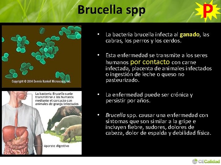 Brucella spp P • La bacteria brucella infecta al ganado, las cabras, los perros
