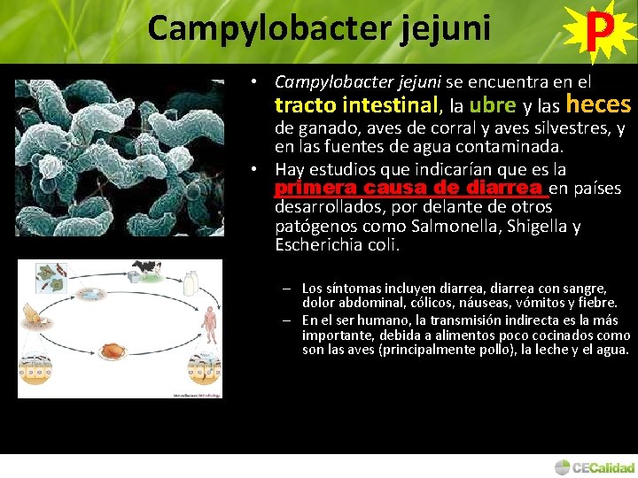 Campylobacter jejuni P • Campylobacter jejuni se encuentra en el tracto intestinal, la ubre
