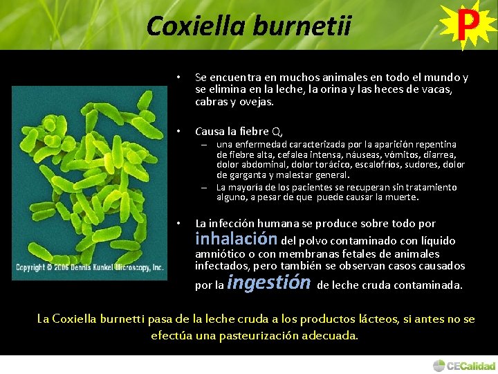Coxiella burnetii P • Se encuentra en muchos animales en todo el mundo y