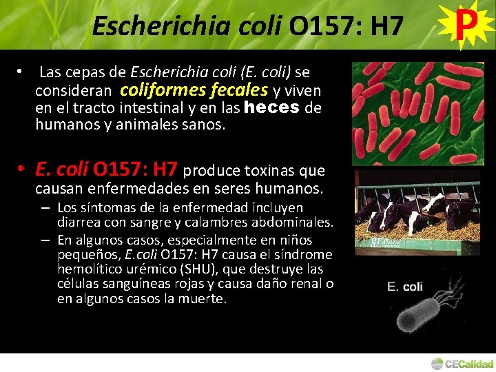 Escherichia coli O 157: H 7 • Las cepas de Escherichia coli (E. coli)