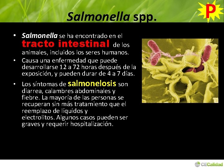 Salmonella spp. • Salmonella se ha encontrado en el tracto intestinal de los animales,