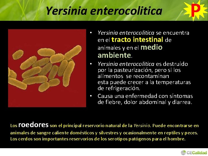 Yersinia enterocolitica P • Yersinia enterocolitica se encuentra en el tracto intestinal de animales