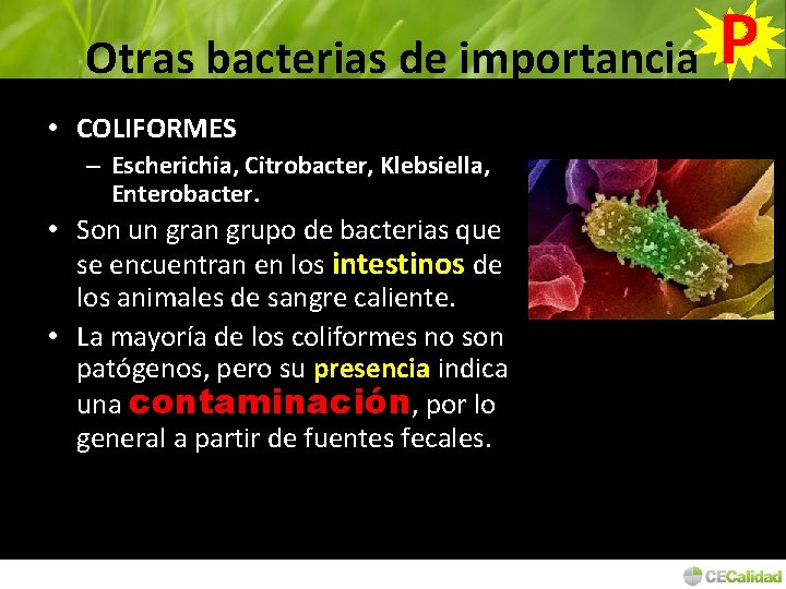 Otras bacterias de importancia • COLIFORMES – Escherichia, Citrobacter, Klebsiella, Enterobacter. • Son un