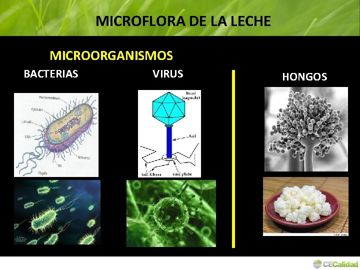 MICROFLORA DE LA LECHE MICROORGANISMOS BACTERIAS VIRUS HONGOS 
