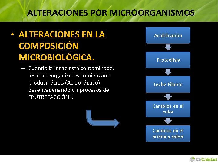 ALTERACIONES POR MICROORGANISMOS • ALTERACIONES EN LA COMPOSICIÓN MICROBIOLÓGICA. – Cuando la leche está