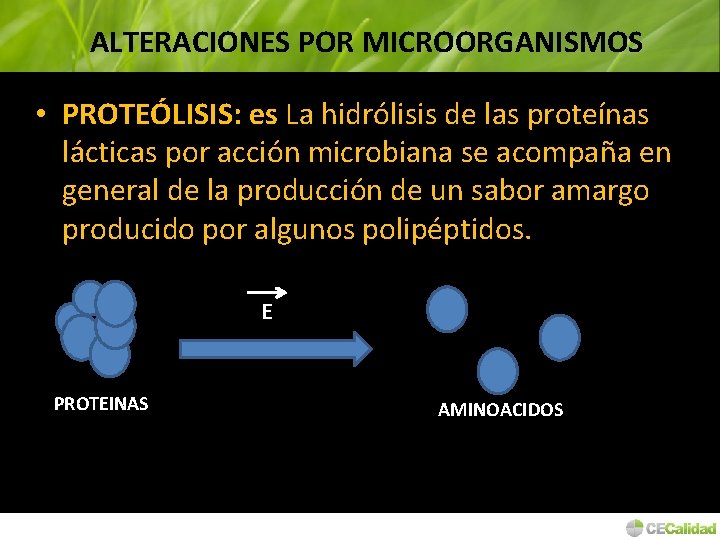 ALTERACIONES POR MICROORGANISMOS • PROTEÓLISIS: es La hidrólisis de las proteínas lácticas por acción