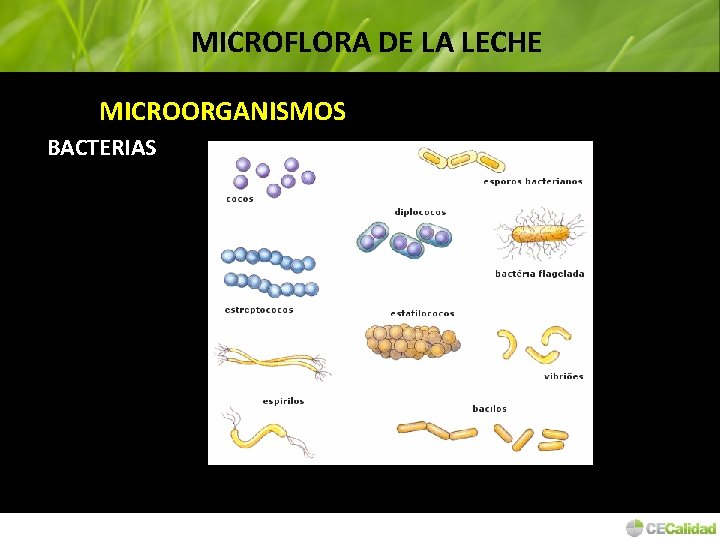 MICROFLORA DE LA LECHE MICROORGANISMOS BACTERIAS 