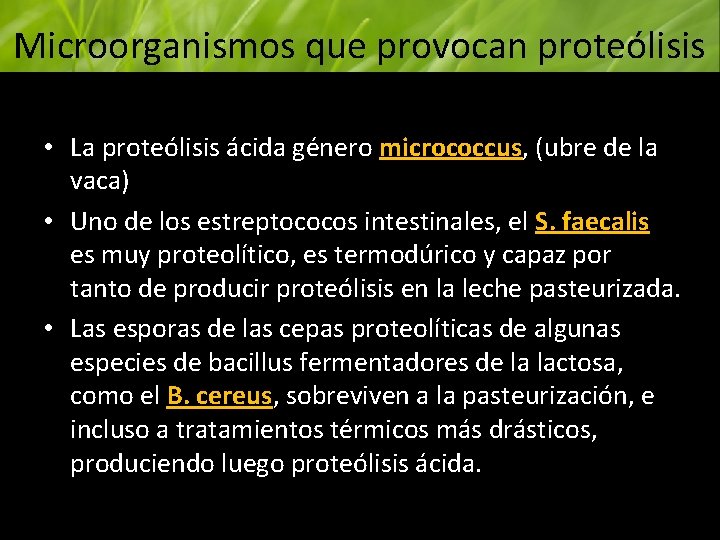 Microorganismos que provocan proteólisis • La proteólisis ácida género micrococcus, (ubre de la vaca)
