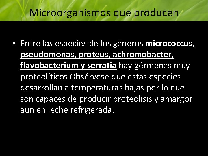 Microorganismos que producen proteólisis (continuación) • Entre las especies de los géneros micrococcus, pseudomonas,