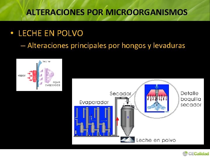 ALTERACIONES POR MICROORGANISMOS • LECHE EN POLVO – Alteraciones principales por hongos y levaduras