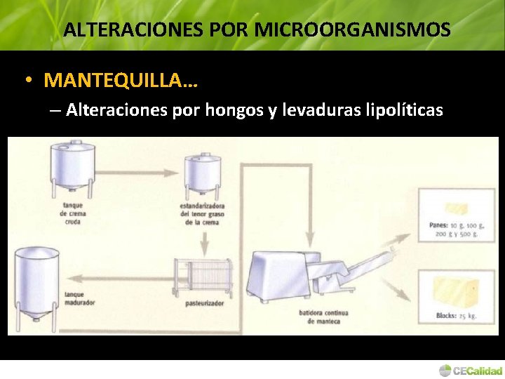 ALTERACIONES POR MICROORGANISMOS • MANTEQUILLA… – Alteraciones por hongos y levaduras lipolíticas 