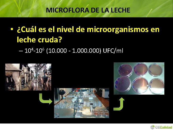 MICROFLORA DE LA LECHE • ¿Cuál es el nivel de microorganismos en leche cruda?