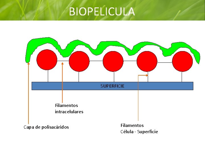 BIOPELICULA SUPERFICIE Filamentos intracelulares Capa de polisacáridos Filamentos Célula - Superficie 