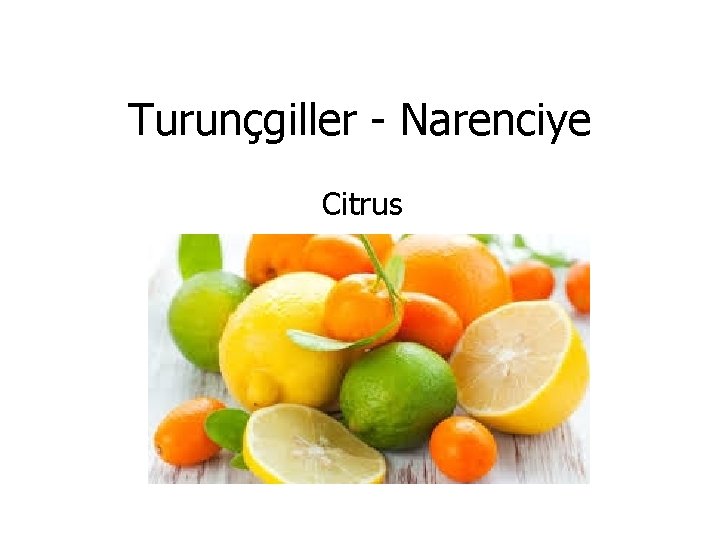 Turunçgiller - Narenciye Citrus 