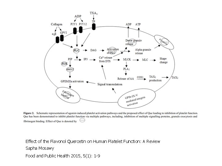 Effect of the Flavonol Quercetin on Human Platelet Function: A Review Sapha Mosawy Food