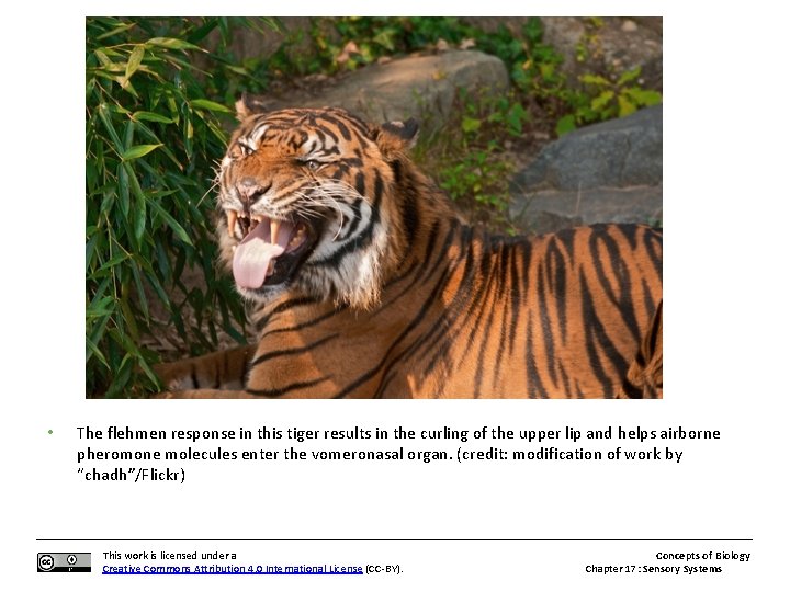  • The flehmen response in this tiger results in the curling of the