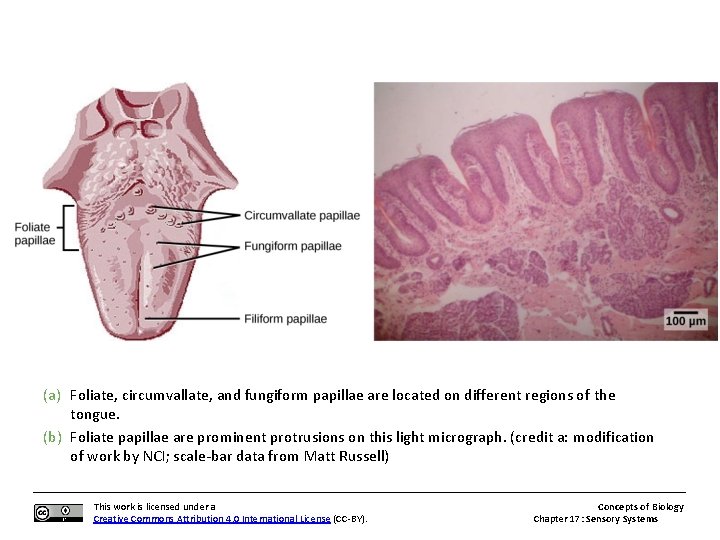 (a) Foliate, circumvallate, and fungiform papillae are located on different regions of the tongue.