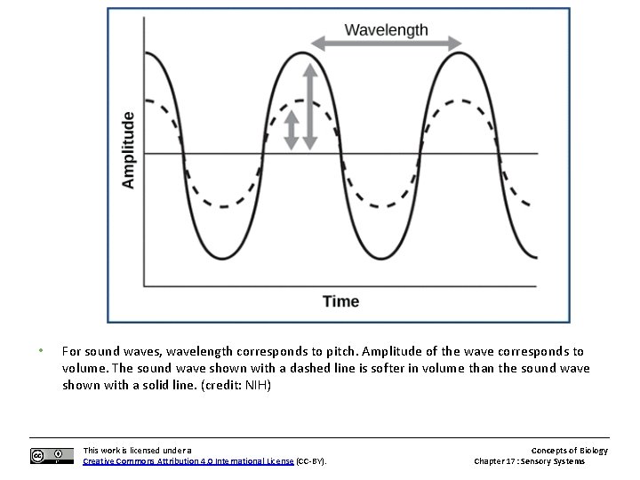  • For sound waves, wavelength corresponds to pitch. Amplitude of the wave corresponds