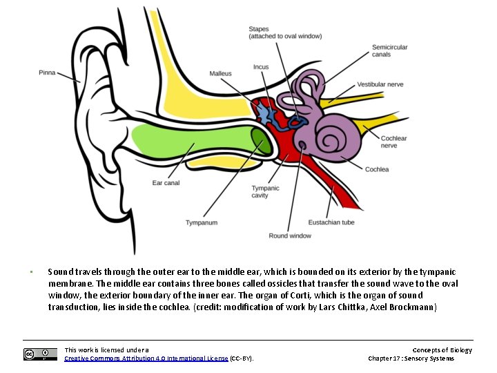  • Sound travels through the outer ear to the middle ear, which is