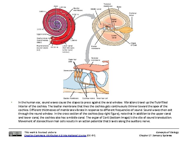  • In the human ear, sound waves cause the stapes to press against