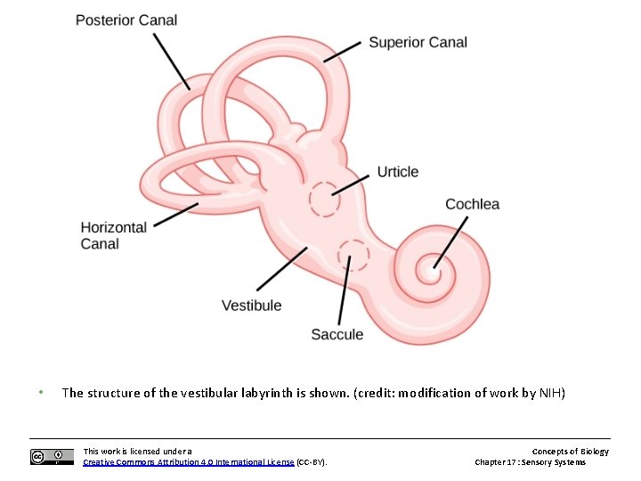  • The structure of the vestibular labyrinth is shown. (credit: modification of work