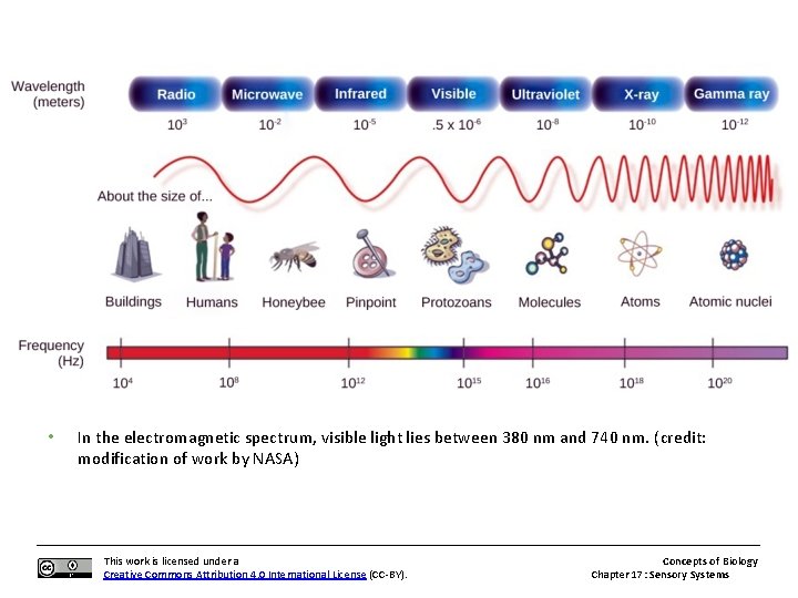  • In the electromagnetic spectrum, visible light lies between 380 nm and 740