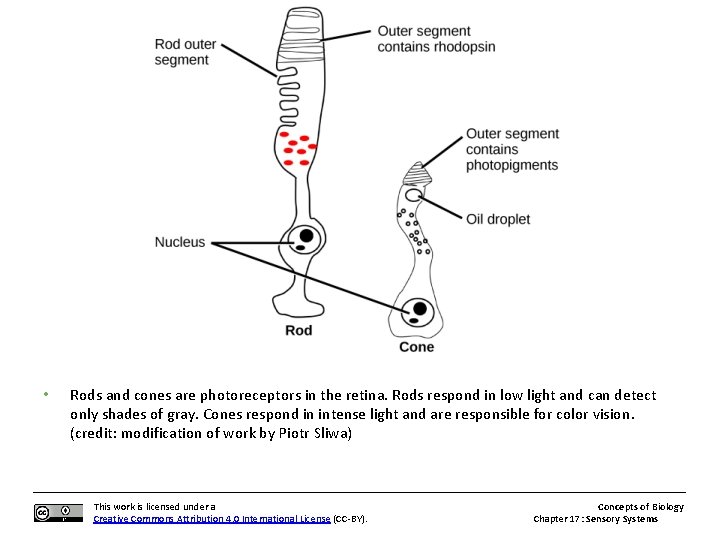  • Rods and cones are photoreceptors in the retina. Rods respond in low