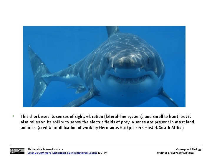  • This shark uses its senses of sight, vibration (lateral-line system), and smell