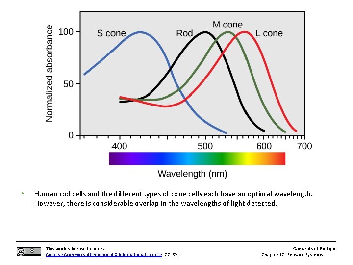  • Human rod cells and the different types of cone cells each have