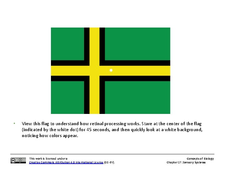  • View this flag to understand how retinal processing works. Stare at the