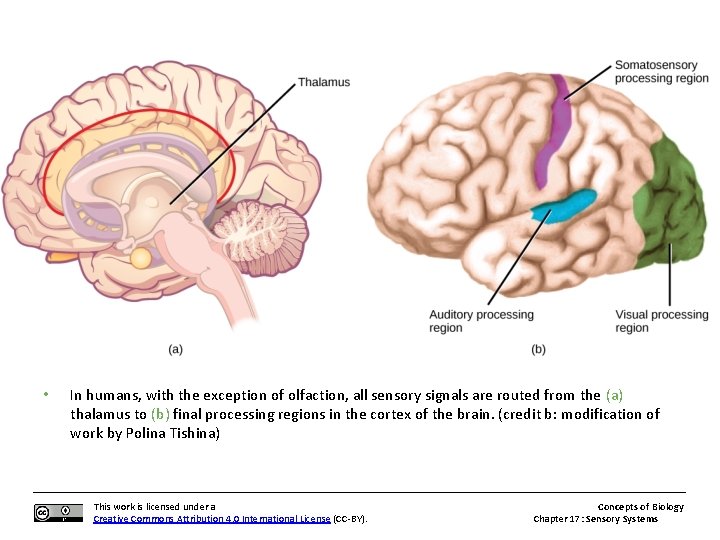  • In humans, with the exception of olfaction, all sensory signals are routed