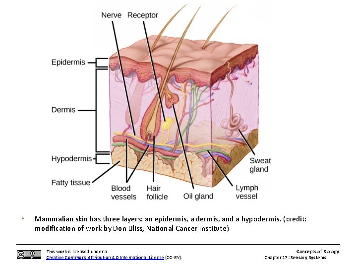  • Mammalian skin has three layers: an epidermis, and a hypodermis. (credit: modification