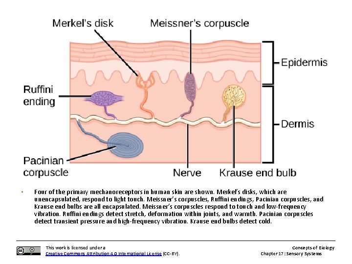  • Four of the primary mechanoreceptors in human skin are shown. Merkel’s disks,