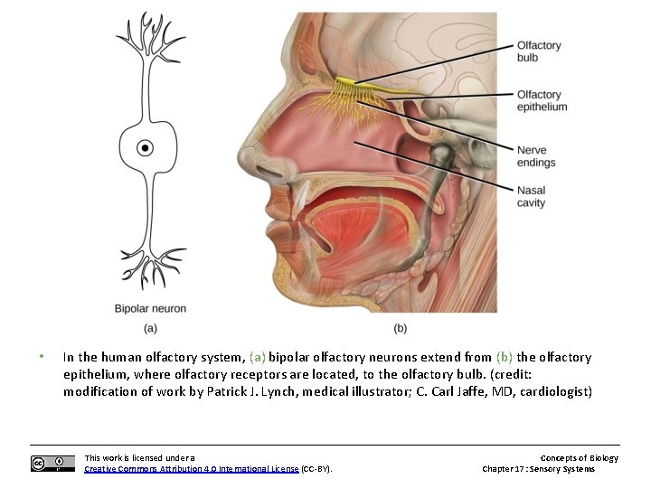  • In the human olfactory system, (a) bipolar olfactory neurons extend from (b)