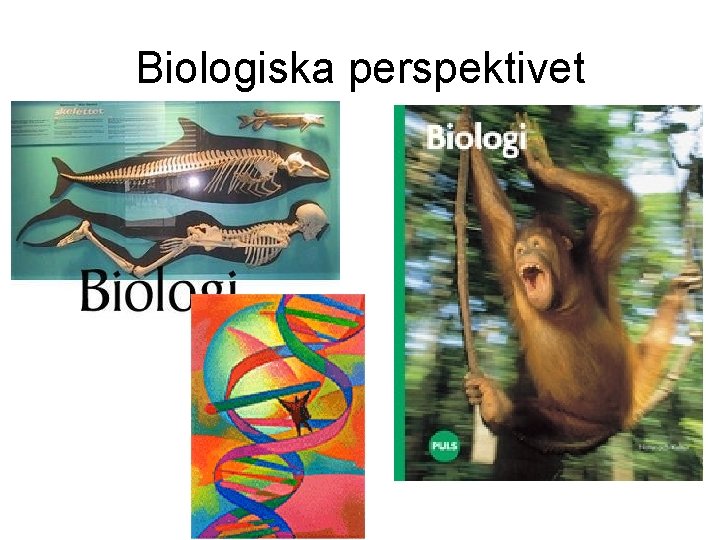 Biologiska perspektivet 