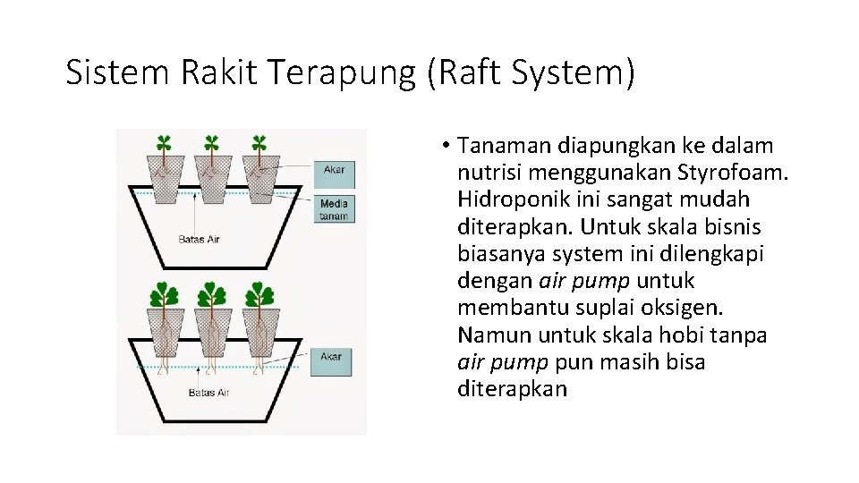 Sistem Rakit Terapung (Raft System) • Tanaman diapungkan ke dalam nutrisi menggunakan Styrofoam. Hidroponik