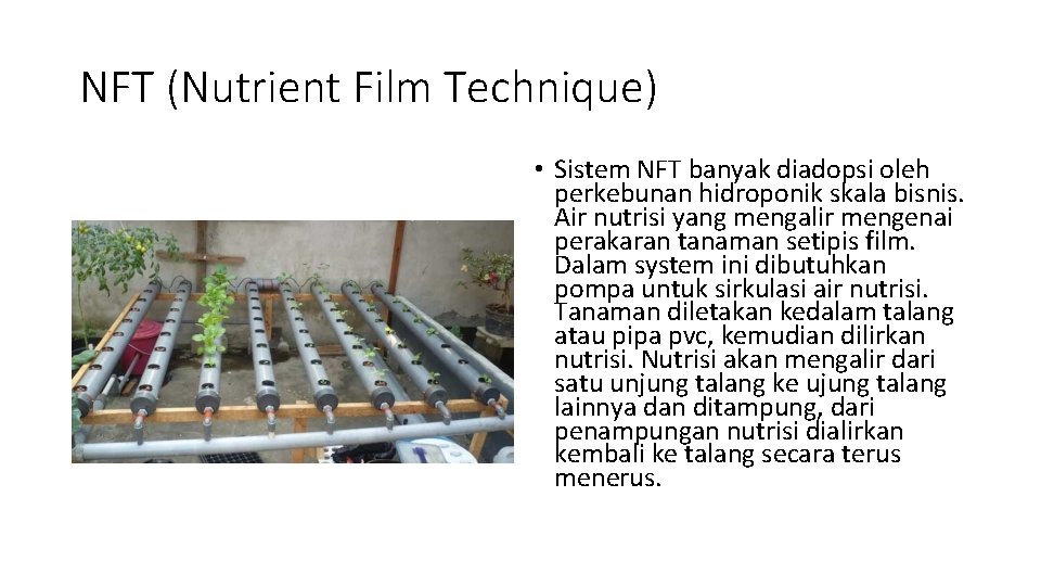NFT (Nutrient Film Technique) • Sistem NFT banyak diadopsi oleh perkebunan hidroponik skala bisnis.