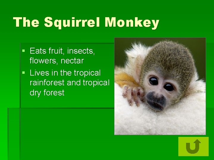The Squirrel Monkey § Eats fruit, insects, flowers, nectar § Lives in the tropical