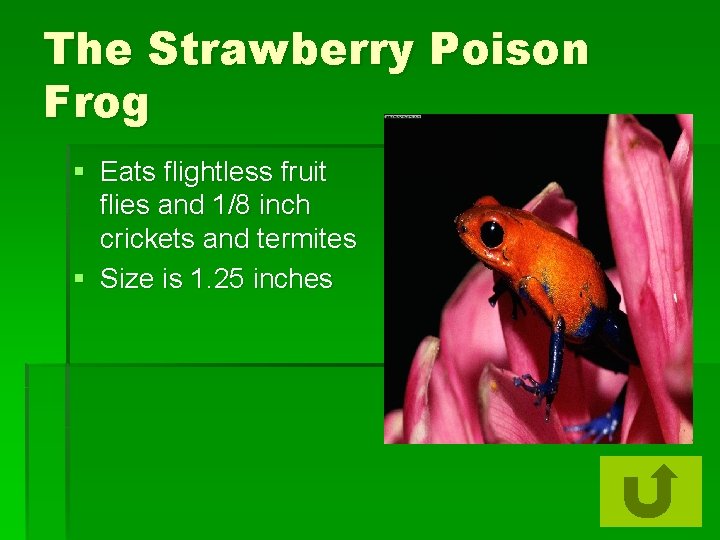 The Strawberry Poison Frog § Eats flightless fruit flies and 1/8 inch crickets and