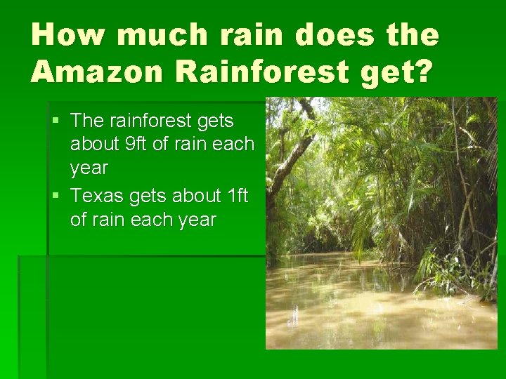 How much rain does the Amazon Rainforest get? § The rainforest gets about 9