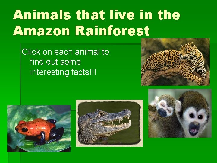 Animals that live in the Amazon Rainforest Click on each animal to find out