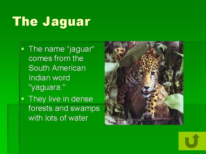 The Jaguar § The name “jaguar” comes from the South American Indian word "yaguara.