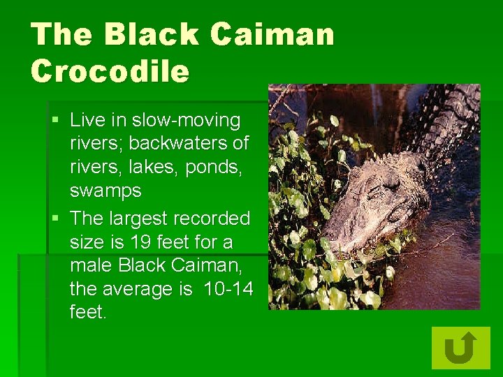 The Black Caiman Crocodile § Live in slow-moving rivers; backwaters of rivers, lakes, ponds,