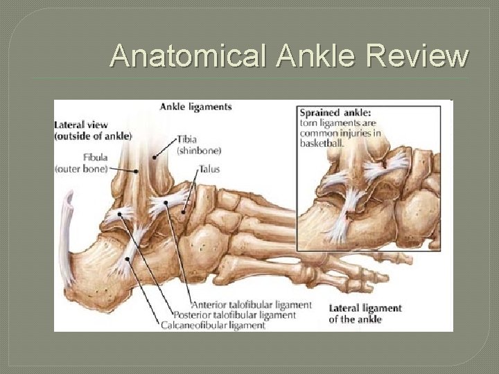 Anatomical Ankle Review 