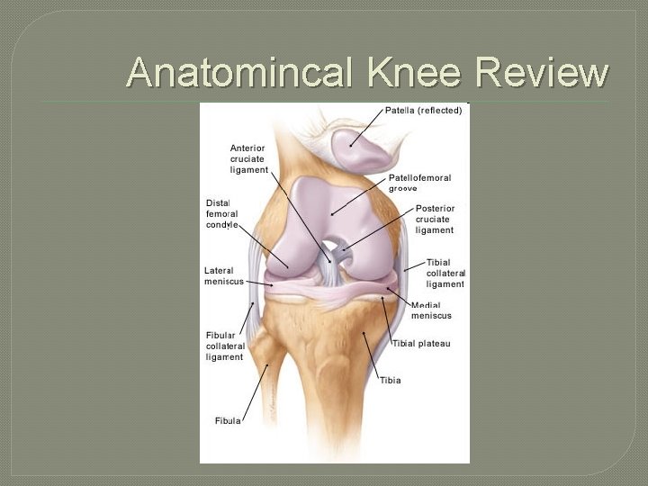 Anatomincal Knee Review 