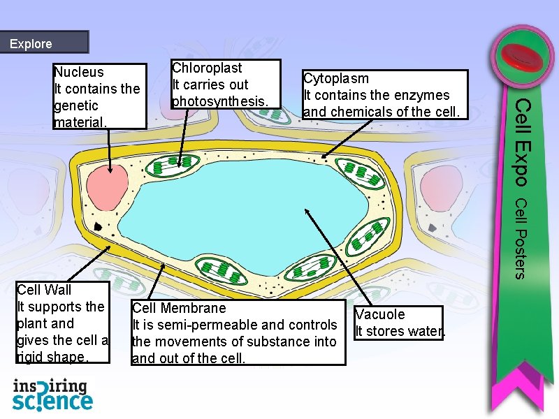 Explore Chloroplast It carries out photosynthesis. Cytoplasm It contains the enzymes and chemicals of
