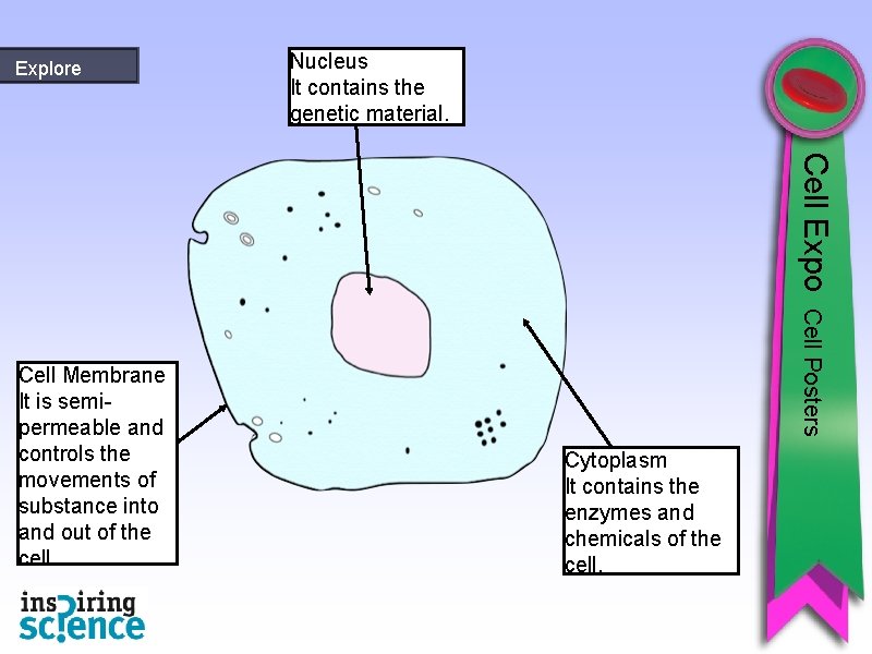 Explore Nucleus It contains the genetic material. Cell Expo Cell Posters Cell Membrane It